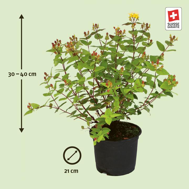 Immagine prodotto Zulauf Johanniskraut / Hypericum x inodo. 'Excellent Flair' (30 cm)
