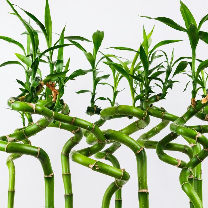 Actual product image Plant in a Box Dracaena sanderiana - Set of 12 Lucky Bamboo (40 cm)