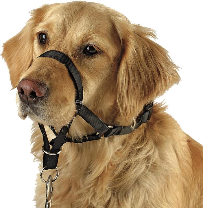 Actual product image Kerbl MAXI COACH training and education harness