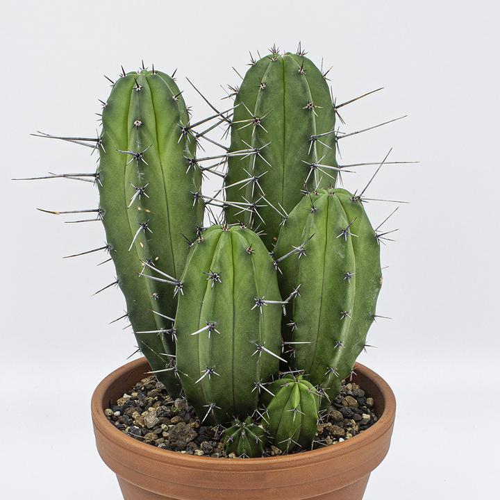 Produktbild Kakteen Gautschi Polaskia chula Gruppe (35 cm)