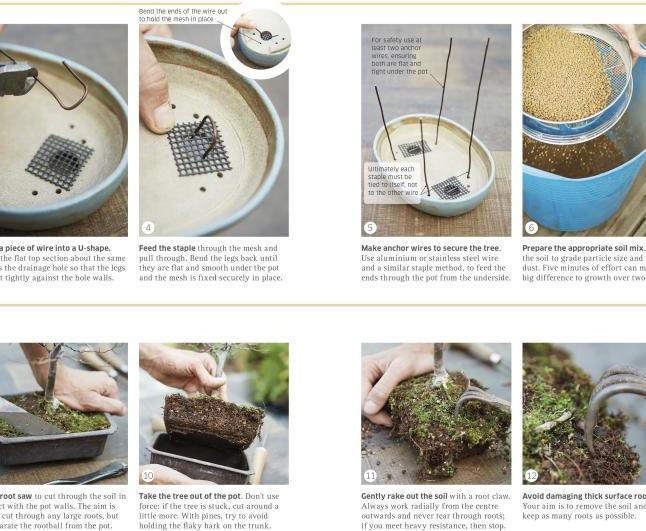 Actual product image bonsai (English, DK, 2014)