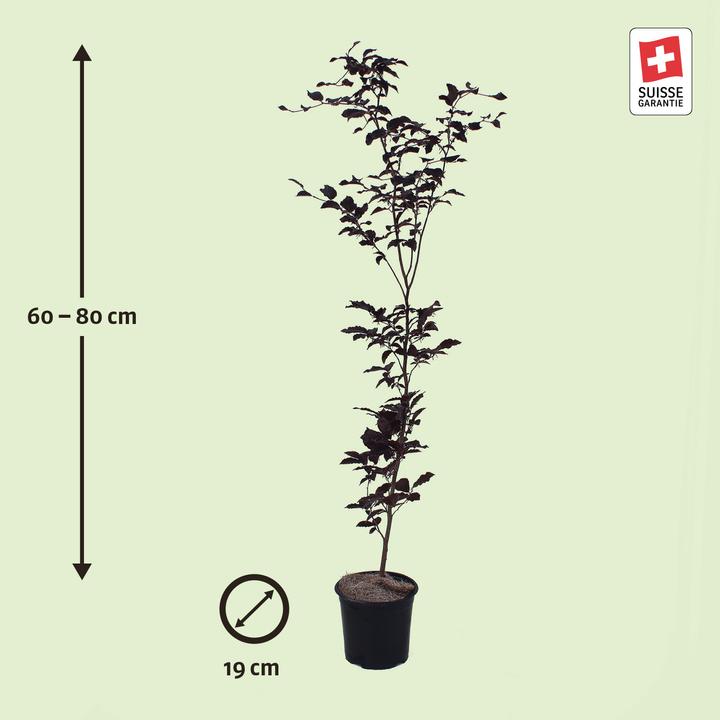 Actual product image Zulauf Blut-Buche / Fagus syl. 'Purpurea' (80 cm)