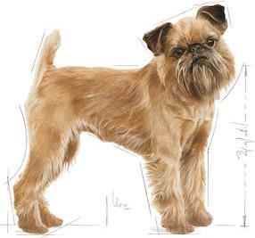 Produktbild Royal Canin Dental Care Mini (Adult, 1 Stk., 1000 g)