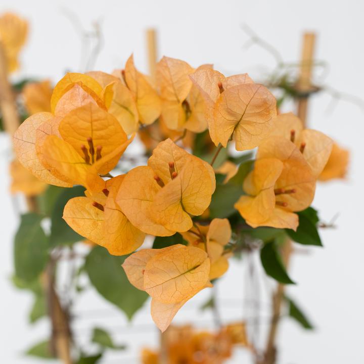 Produktbild Plant in a Box Bougainvillea 'Dania' - (50 cm)