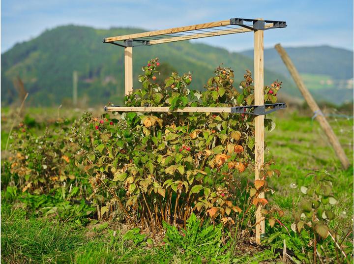 Actual product image Gusta Garden Berry Buddy (93 cm, 11.90 cm)