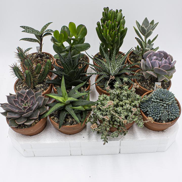 Immagine prodotto Kakteen Gautschi Set di succulente (15 cm)