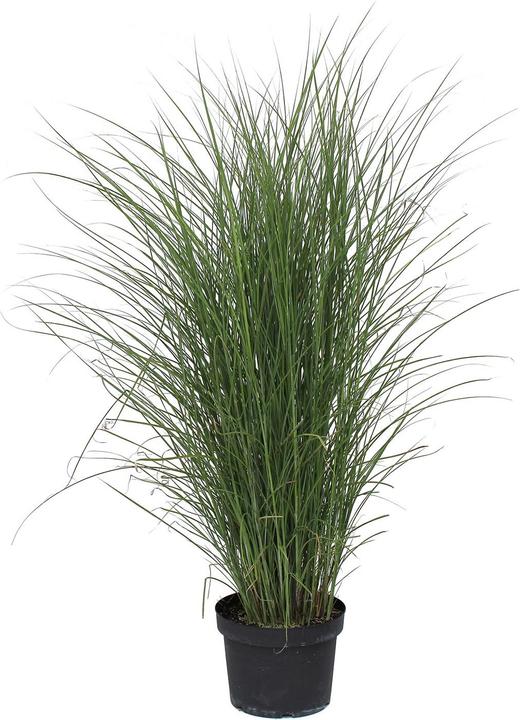 Actual product image Zulauf Chinaschilf / Miscanthus si. 'Gracillimus' (50 cm)
