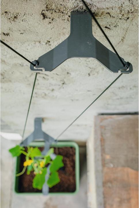 Immagine prodotto Gusta Garden Cetriolo Curt (33.50 cm)