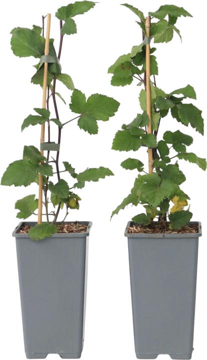 Actual product image Plant in a Box Ribes rubrum Jonkheer van Tets - Currant set of 2 (50 cm)