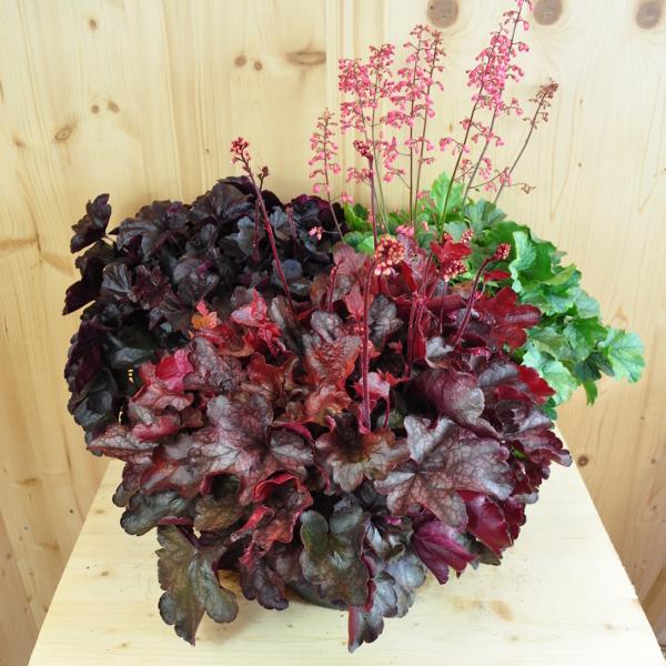 Produktbild Säntispracht Ein herbstblühendes Purpurglöckchen - Heuchera 'Mix' (40 cm)