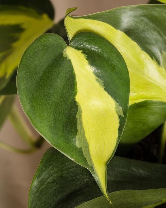 Immagine prodotto feey Philodendron scandens Brasil (25 cm, Appena rinvasata)