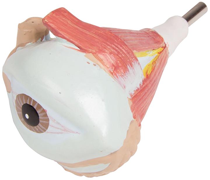 Produktbild Erler Zimmer Anatomie-Modell Torso mit geöffnetem Rücken (40 x 23 x 88 cm)