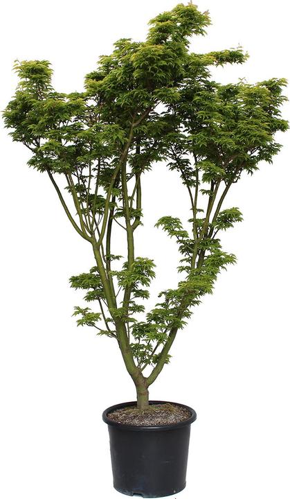 Produktbild Zulauf Japanischer Fächer-Ahorn / Acer palmatum 'Shishigashira' (100 cm)