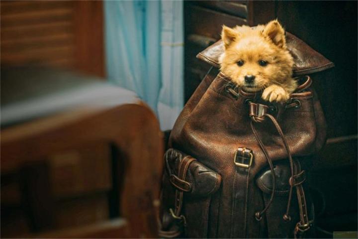 Produktbild Hachiko - Eine Freundschaft für die Ewigkeit! (DVD, 2023, Deutsch)