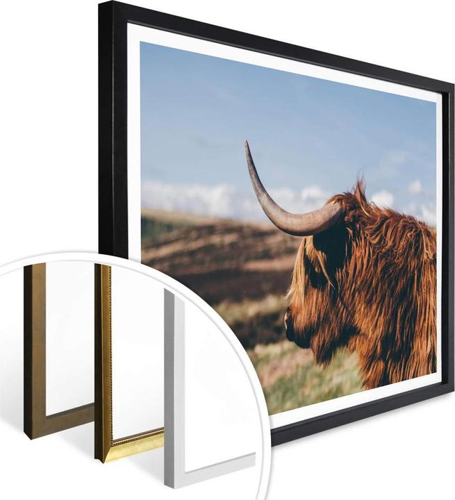 Image du produit Trenddeko Highland Cow 02 (40 x 30 cm)