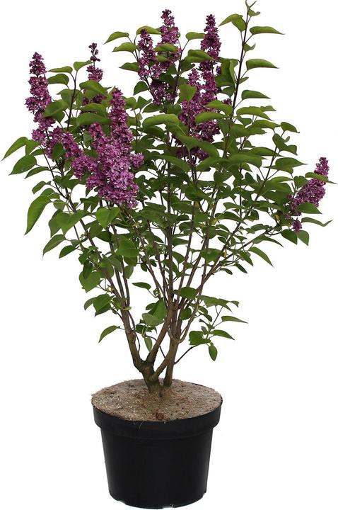 Actual product image Zulauf Gemeiner Flieder / Syringa vul. 'Charles Joly' (100 cm)