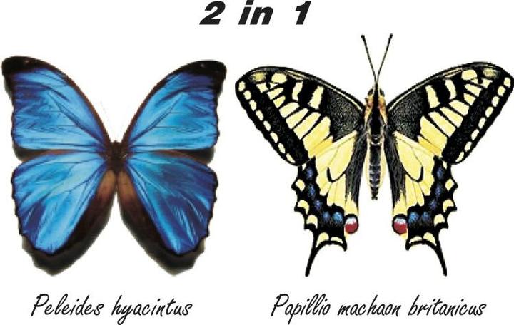 Actual product image Inpro Solar 2in1 butterfly kit