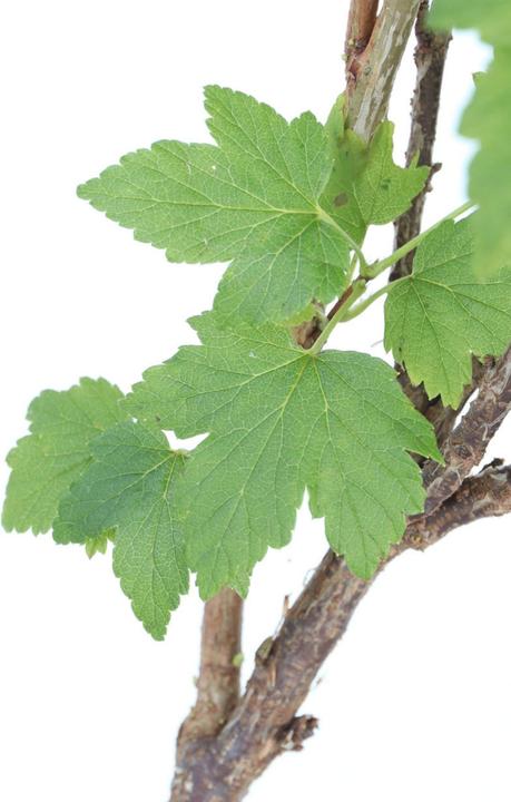 Produktbild Plant in a Box Ribes nigrum Titania - Schwarze Johannisbeere (90 cm)