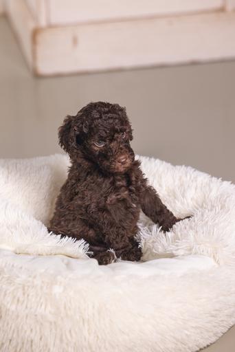 Immagine prodotto Beeztees Letto per cuccioli Kiki (Cane)