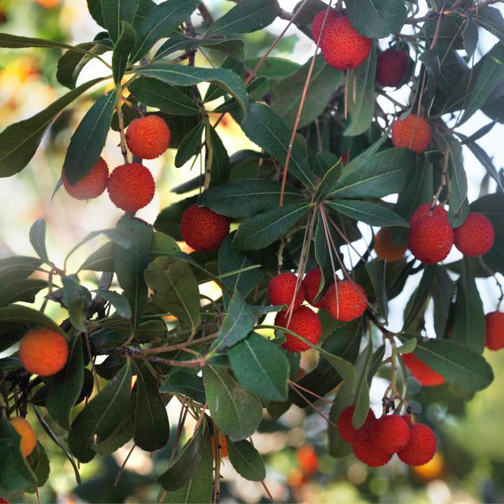 Actual product image Plant in a Box Arbutus Unedo - set of 6 strawberry trees (25 cm)