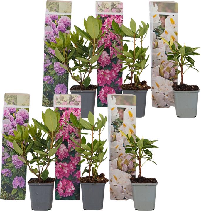 Produktbild Plant in a Box Rhododendron catawbiense purple, Cunningham's White, Elegans Pink - 6er Set Gartenpflanzen (25 cm)