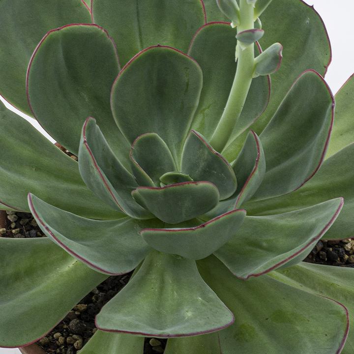 Image du produit Kakteen Gautschi Echeveria gigante verde (25 cm)