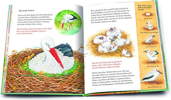 Produktbild Ein kleiner Storch wird gross. Eine Geschichte mit vielen Sachinformationen (Deutsch, Friederun Reichenstetter, Hans-Günther Döring, 2022)