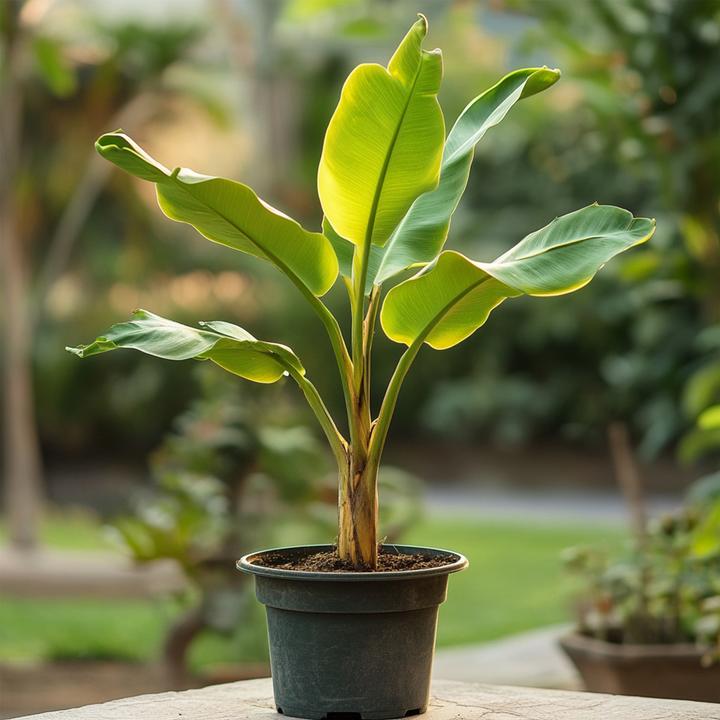 Produktbild Plant in a Box Musella lasiocarpa - (25 cm)