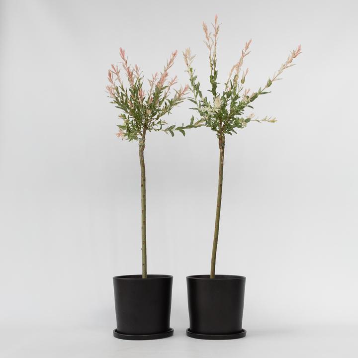 Actual product image Plant in a Box Salix integra 'Flamingo' (100 cm)