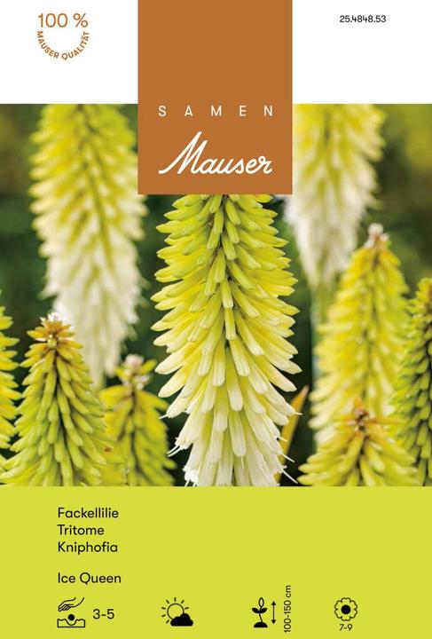 Produktbild Samen Mauser Kniphofia Ice Queen