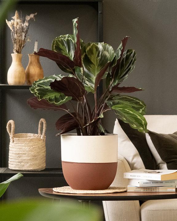 Produktbild feey Grosse Calathea Roseopicta (65 cm, Frisch umgetopft, Tierfreundlich)