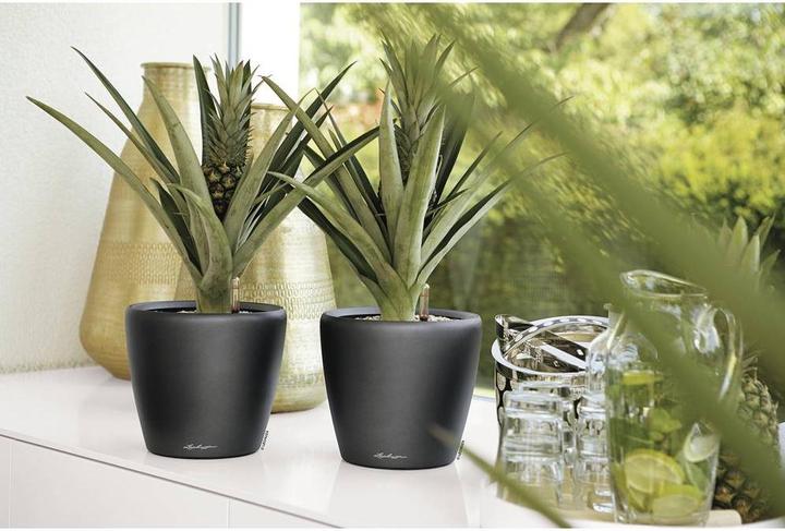 Produktbild Lechuza Classico (22 cm)