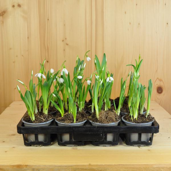 Actual product image Säntispracht Set of 6, grape hyacinth - Muscari armeniacum Big Smile Blue (15 cm)