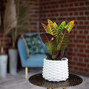 Immagine prodotto Flowerbox Arbusto miracoloso "Petra" - Codiaeum Petra (20 cm)