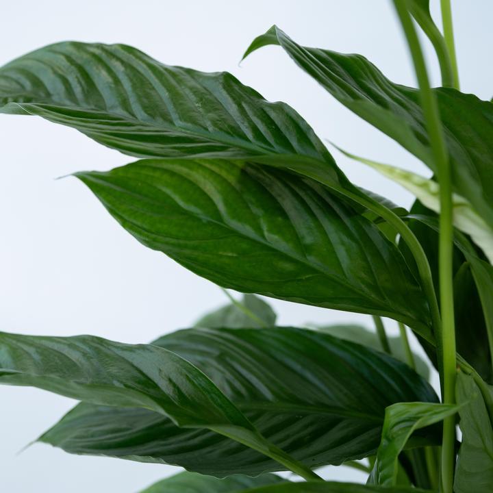 Image du produit Plant in a Box Spathiphyllum 'Torelli' - Lot de 2 Lis de Paix (30 cm)
