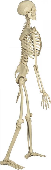 Produktbild Rüdiger Homo-Skelett