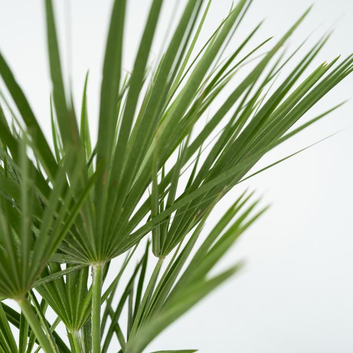 Image du produit Plant in a Box Chamaerops Humilis - Zwergpalme (50 cm)
