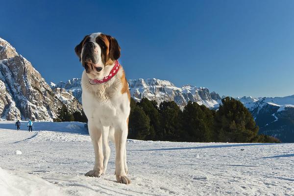 Actual product image Colly Collier en cuir avec croix suisse, perlé, 70cm/4.2cm (Dog, General)