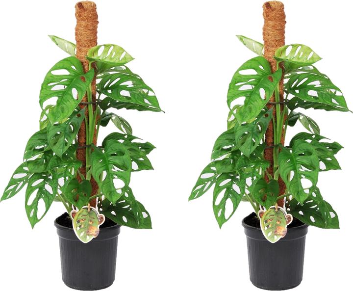 Image du produit Plant in a Box Monstera Monkey Mask - Set de 2 plantes à masque de singe sur un tuteur (60 cm)