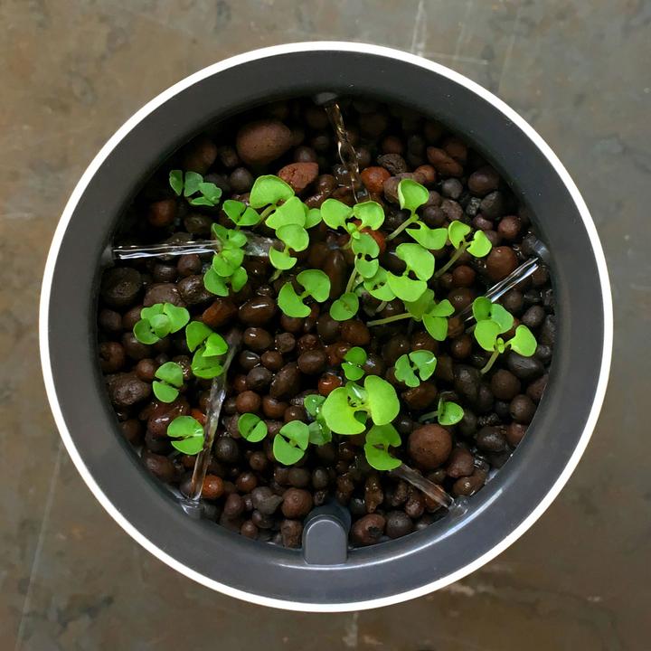 Produktbild Botanium Selbstbewässernder Topf für Kräuter, Gemüse & Zierpflanzen