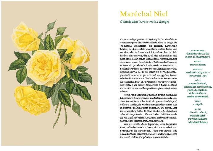 Produktbild Historische Rosen (Deutsch, Sofia Blind, Staatsbibliothek zu Berlin, 2023)