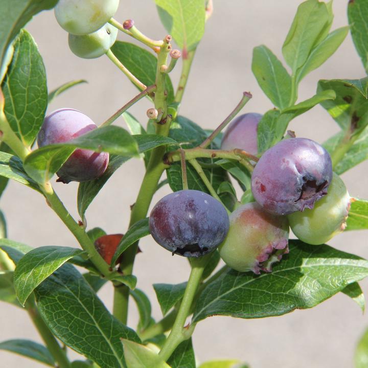 Produktbild Zulauf Kultur-Heidelbeere / Vaccinium corymbosum 'Darrow' (50 cm)