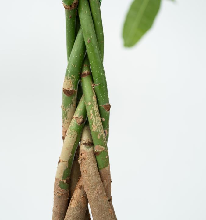 Immagine prodotto Plant in a Box Pachira Aquatica - Albero dei soldi (60 cm)