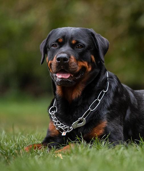 Actual product image Sprenger Necklace with carabiner 45 cm, 3mm,stainless steel (45, Dog, General)