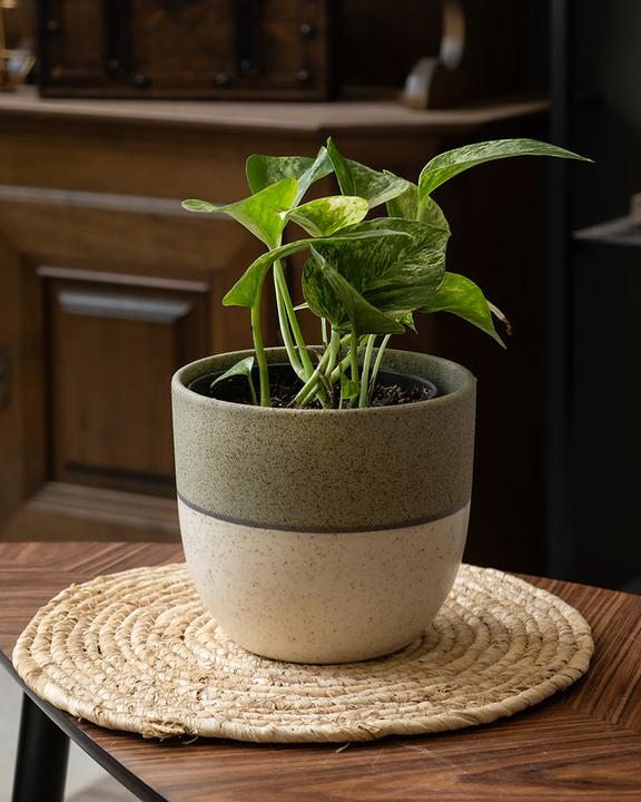 Produktbild feey Efeutute Marble Queen (25 cm, Frisch umgetopft)