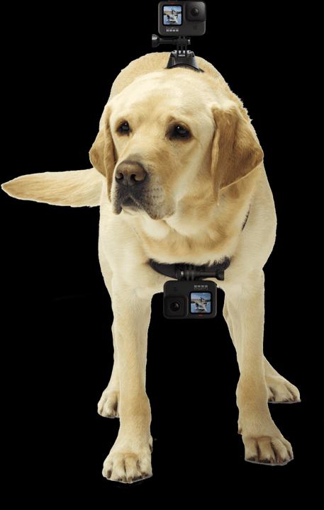 Image du produit GoPro Fetch harnais pour chien (Héros 7, Universel, Action Osmo)