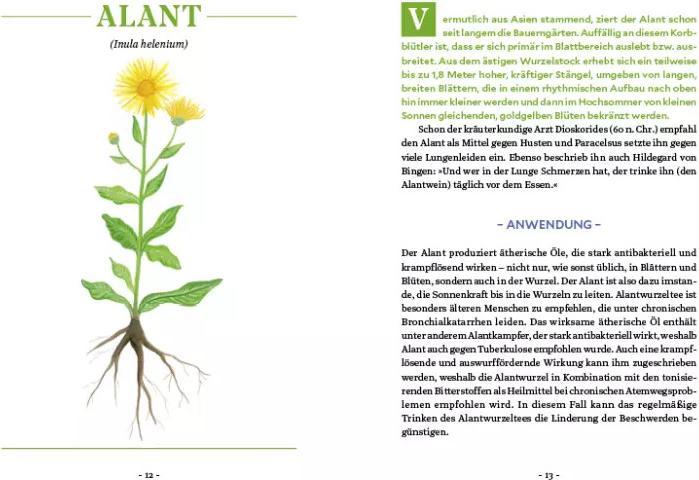 Actual product image Die Kraft der Wurzeln (German, Miriam Cradle, 2020)