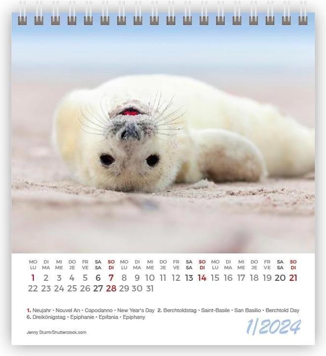 Produktbild Kalender Lustige Tiere Mini 2024 (11 x 10 cm)