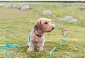 Image du produit Trixie Pince d'ancrage (40, Chien, Général)