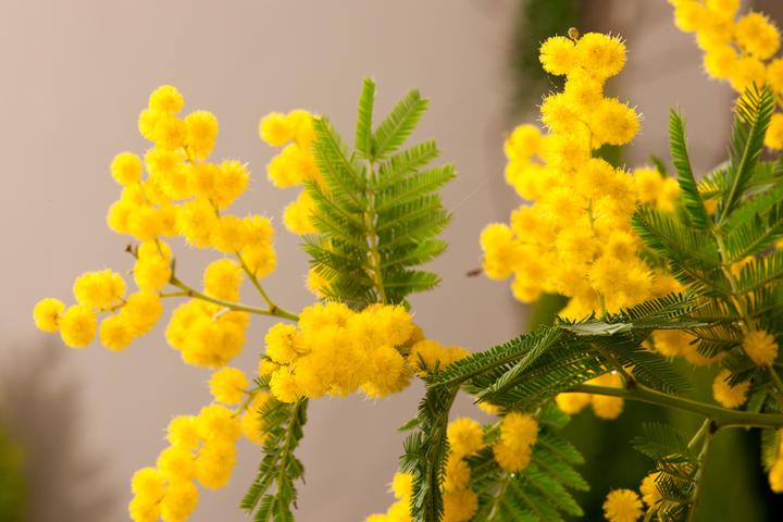 Produktbild Plant in a Box Acacia dealbata Mimosa - Mimosen Pflanzen 6er Set (25 cm)
